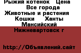 Рыжий котенок › Цена ­ 1 - Все города Животные и растения » Кошки   . Ханты-Мансийский,Нижневартовск г.